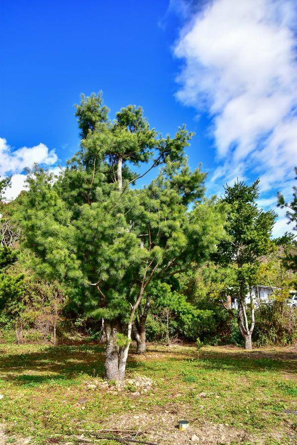 Beverly B&B Renai Dış mekan fotoğraf